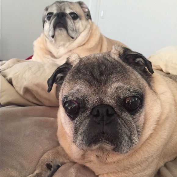 Mother of pugs - Picture 4 of 7